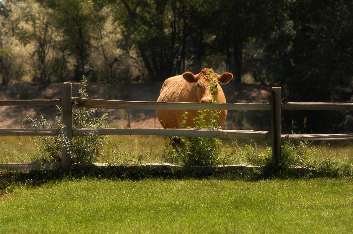 Willow Pond Bed And Breakfast Grand Junction Exterior photo
